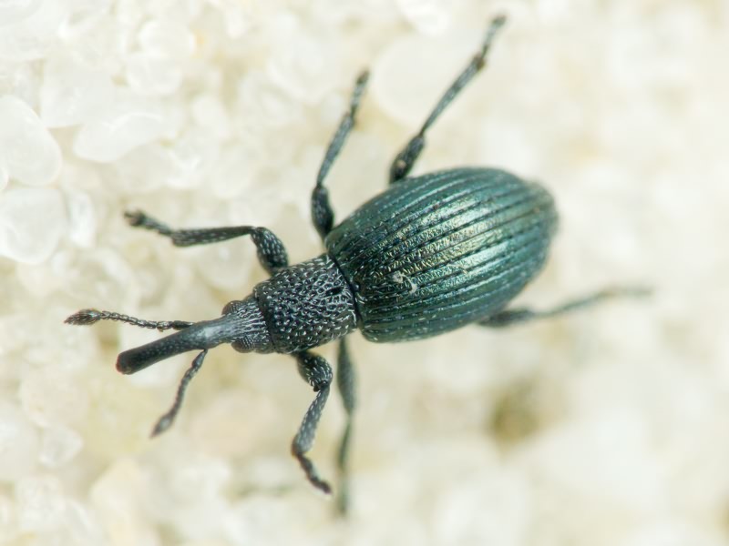 Apionidae Schönherr, 1823